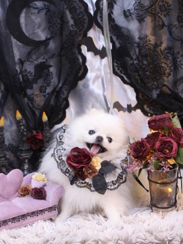 20231021ブブくん